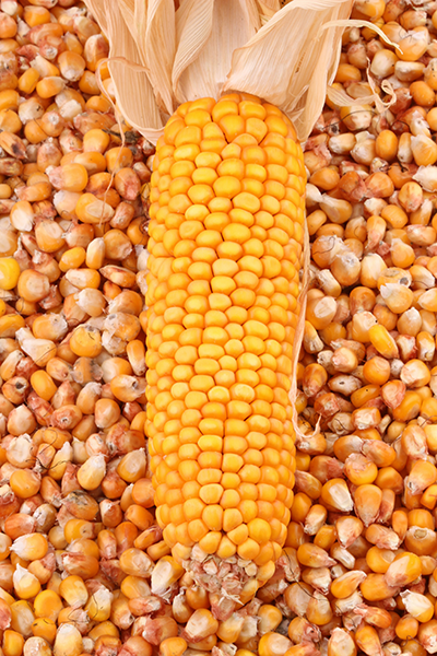 Lúa gạo xuất khẩu