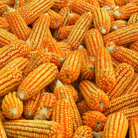 Bắp Bình Thuận
